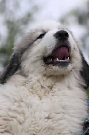 Die Rasse eignet sich sowohl als Herdenschutzhund auch