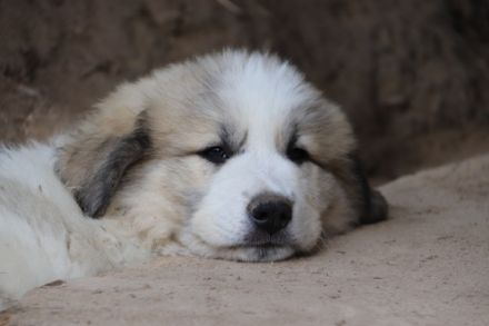 Die Rasse eignet sich sowohl als Herdenschutzhund auch