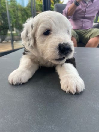 Zwei Bobtail Welpen aus erfahrener Hobbyzucht suchen