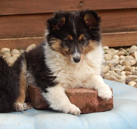 Die Süssen sind bei Abgabe mehrfach entwurmt, geimpft