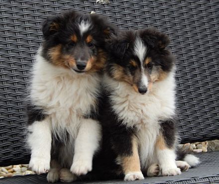 Die Süssen sind bei Abgabe mehrfach entwurmt, geimpft