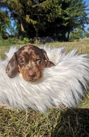 Am 22.5.22 hat unsere Hündin 7 wunderschöne Welpen zur