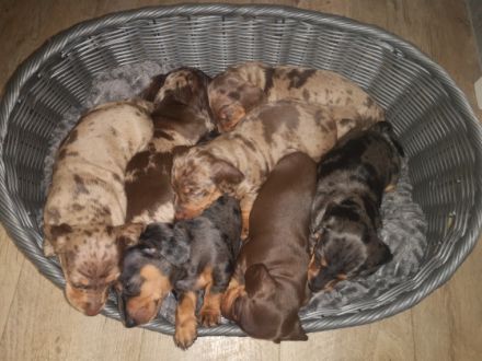 Am 22.5.22 hat unsere Hündin 7 wunderschöne Welpen zur