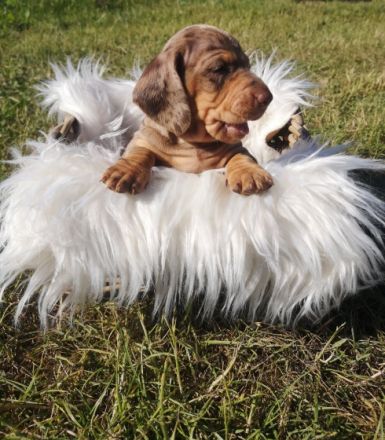 Am 22.5.22 hat unsere Hündin 7 wunderschöne Welpen zur