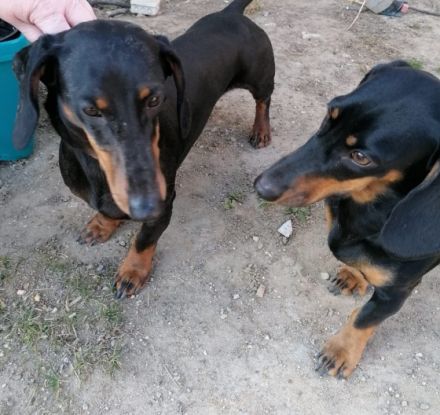 Am 22.5.22 hat unsere Hündin 7 wunderschöne Welpen zur