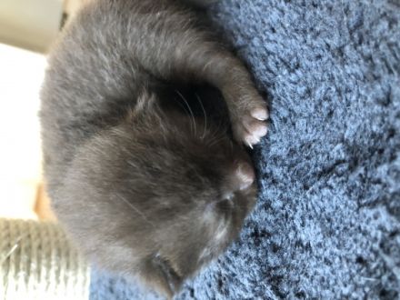 Liebe Katzenfreunde, unsere Sternchen hatte 5