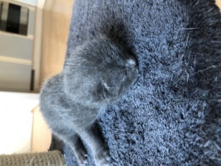 Liebe Katzenfreunde, unsere Sternchen hatte 5