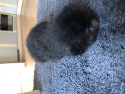 Liebe Katzenfreunde, unsere Sternchen hatte 5