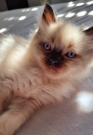 2 sehr liebe Siam-Perser Katzenbabys (2 männ.) suchen