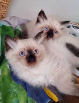 2 sehr liebe Siam-Perser Katzenbabys (2 männ.) suchen