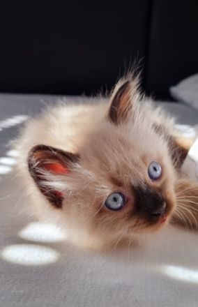 2 sehr liebe Siam-Perser Katzenbabys (2 männ.) suchen
