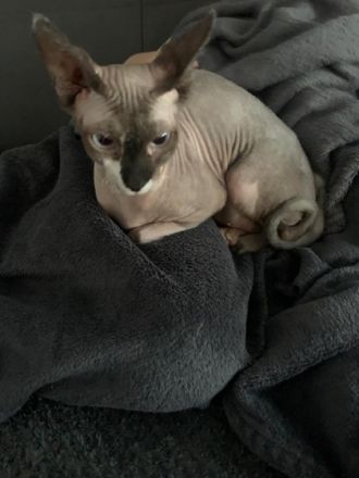 Wir müssen uns leider von unsere Geliebten Maus trennen