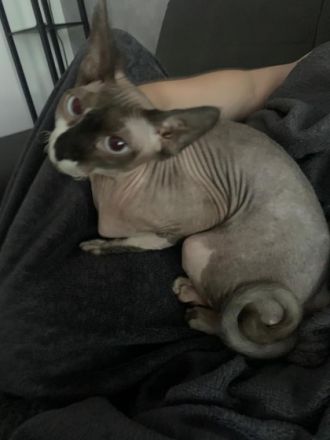 Wir müssen uns leider von unsere Geliebten Maus trennen