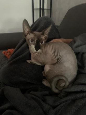 Wir müssen uns leider von unsere Geliebten Maus trennen