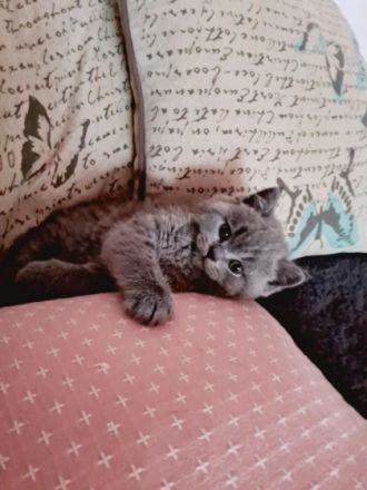 Unsere Katze Luna hat bezaubernde Babys am 10.04 in