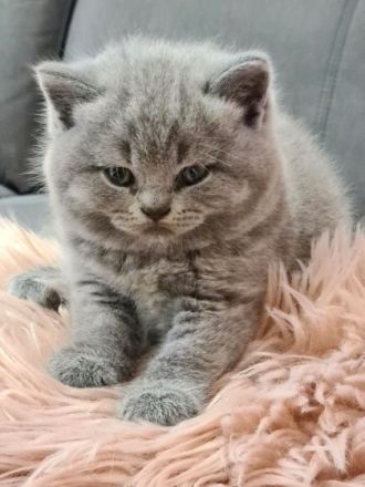 Unsere Katze Luna hat bezaubernde Babys am 10.04 in