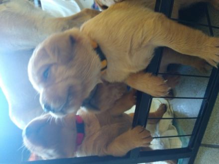 Die Mutter Cara ist besonders empathisch und friedlich,