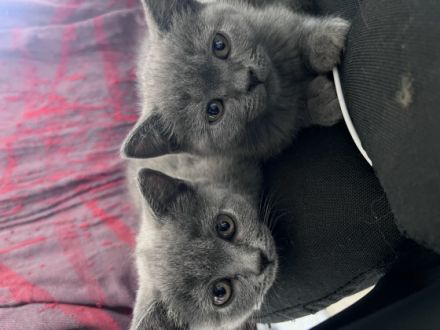 Hallo liebe Kitten Freunde, meine Katze hat am 01.04.22