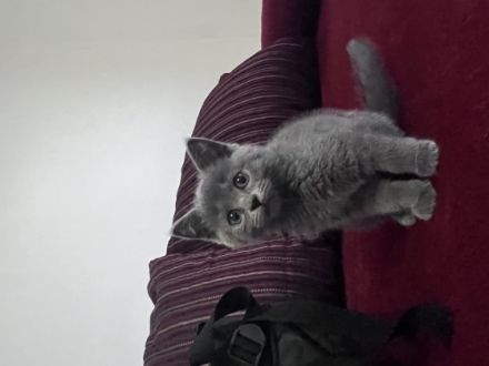 Hallo liebe Kitten Freunde, meine Katze hat am 01.04.22