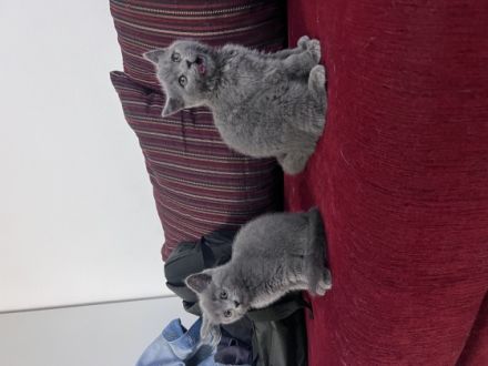 Hallo liebe Kitten Freunde, meine Katze hat am 01.04.22