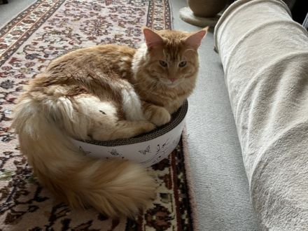 Der Kater ist geimpft und kastriert. Er liebt seinen