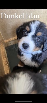 Guten Tag unsere Dame hat 9 gesunde Reinrassige