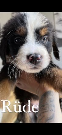 Guten Tag unsere Dame hat 9 gesunde Reinrassige