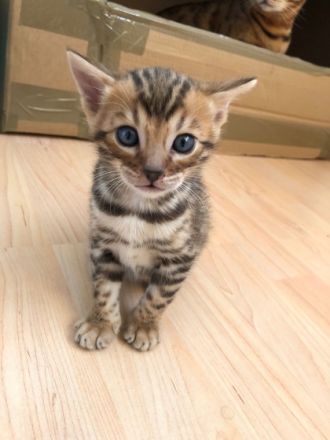 Ein kleiner reinrassiger Bengalkater sucht seinen neuen