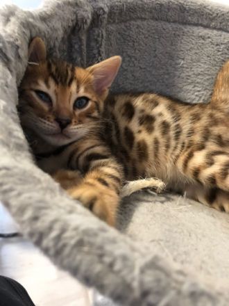 Ein kleiner reinrassiger Bengalkater sucht seinen neuen