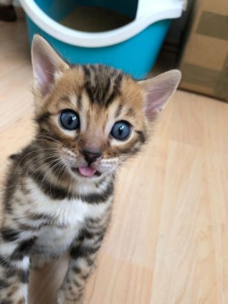Ein kleiner reinrassiger Bengalkater sucht seinen neuen