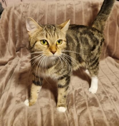 Meine Aria hat am 29.04 vier süße Kitten zur Welt