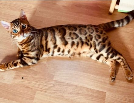 Meine Aria hat am 29.04 vier süße Kitten zur Welt