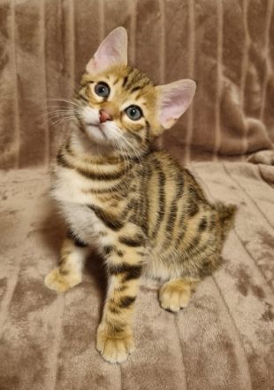 Meine Aria hat am 29.04 vier süße Kitten zur Welt