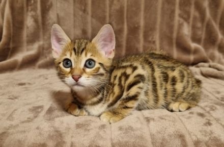 Meine Aria hat am 29.04 vier süße Kitten zur Welt