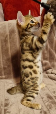 Meine Aria hat am 29.04 vier süße Kitten zur Welt