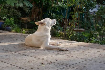 Ankündigung E-Wurf in 2023