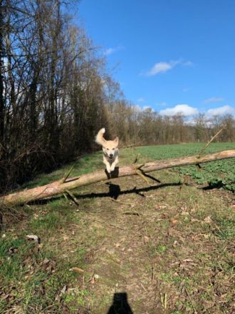 Ankündigung E-Wurf in 2023