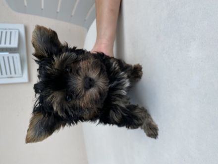 Die kleine Grace (Biro-Yorkshire-Terrier) und der
