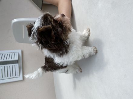 Die kleine Grace (Biro-Yorkshire-Terrier) und der