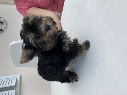 Die kleine Grace (Biro-Yorkshire-Terrier) und der