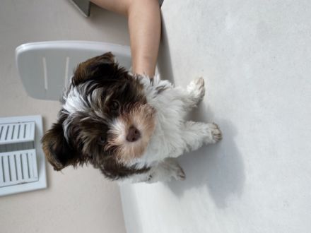 Die kleine Grace (Biro-Yorkshire-Terrier) und der