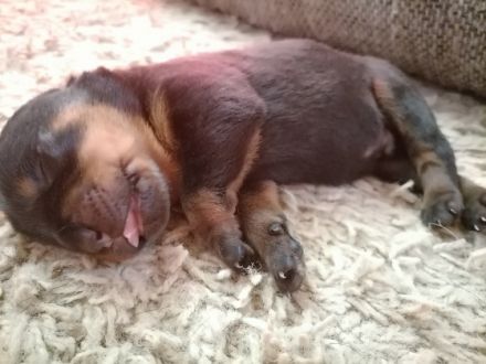 Am 19.6 sind endlich unsere reinrassigen Welpen aus