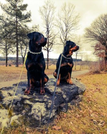 Am 19.6 sind endlich unsere reinrassigen Welpen aus