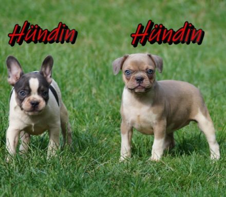 Bitte erst lesen !! Wir verkaufen keine Billigwelpen