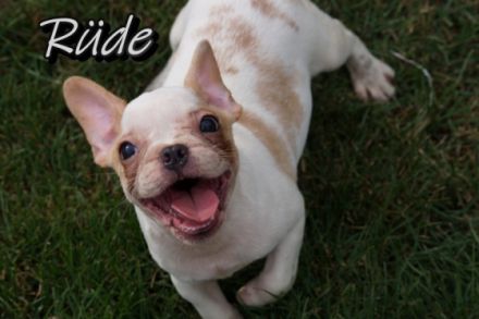 Bitte erst lesen !! Wir verkaufen keine Billigwelpen