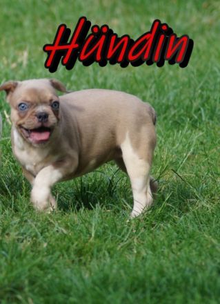 Bitte erst lesen !! Wir verkaufen keine Billigwelpen