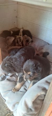 Am 23.05.2022 haben unsere süßen Knutschkugeln das