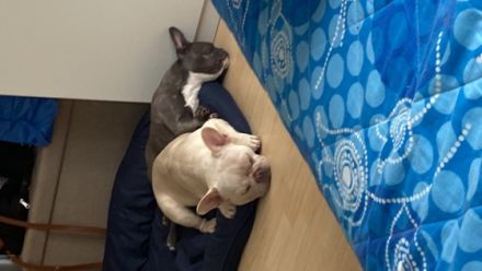 Hallo Ich muss wegen meine oma meine Babay abgeben da