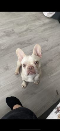 Hallo Ich muss wegen meine oma meine Babay abgeben da