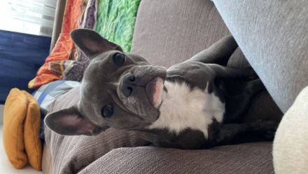 Hallo Ich muss wegen meine oma meine Babay abgeben da